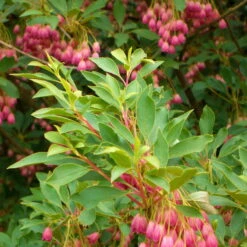 Prachtglocke, 4er-Set, Höhe 40-60 Cm, Topf 5 Liter -Madison Verkäufe 0410112706 Enkianthus campanulatus 4er Set 1 109237