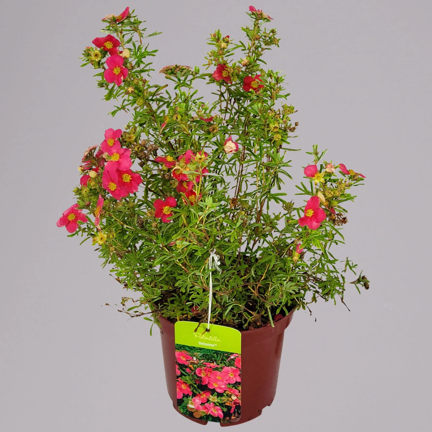 Fingerstrauch 'Bellissima EU (S)', Höhe 25-30cm, Topf 3 Liter, 5er-Set 3 Fingerstrauch 'Bellissima EU (S)', Höhe 25-30cm, Topf 3 Liter, 5er-Set