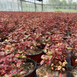 Spiegelbusch Buntlaubig, Topf-Ø 12 Cm, 3er-Set -Madison Verkäufe 0410113024 Coprosma Red Ruby 3er Set 12er Topf 5 125424