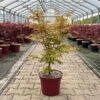 Korallenrinden Fächerahorn 'Sangokaku', Höhe 80 - 100 Cm, Topf 10 Liter -Madison Verkäufe 0410300410 acer sangokaku 2 123972