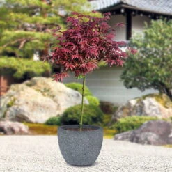 Japanischer Zwergahorn 'Shaina', Stammhöhe Ca. 40 Cm, Topf 10 Liter 11 Japanischer Zwergahorn 'Shaina', Stammhöhe Ca. 40 Cm, Topf 10 Liter -Madison Verkäufe 0410300565 Acer palm Shaina Zwergstamm PRINT STimmung 91950