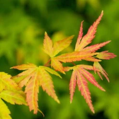 Japanischer Fächerahorn 'Orange Dream'; Höhe 60 - 80 Cm, Topf 7,5 Liter -Madison Verkäufe 0410300592 Acer palm Orange Dream 2 84620
