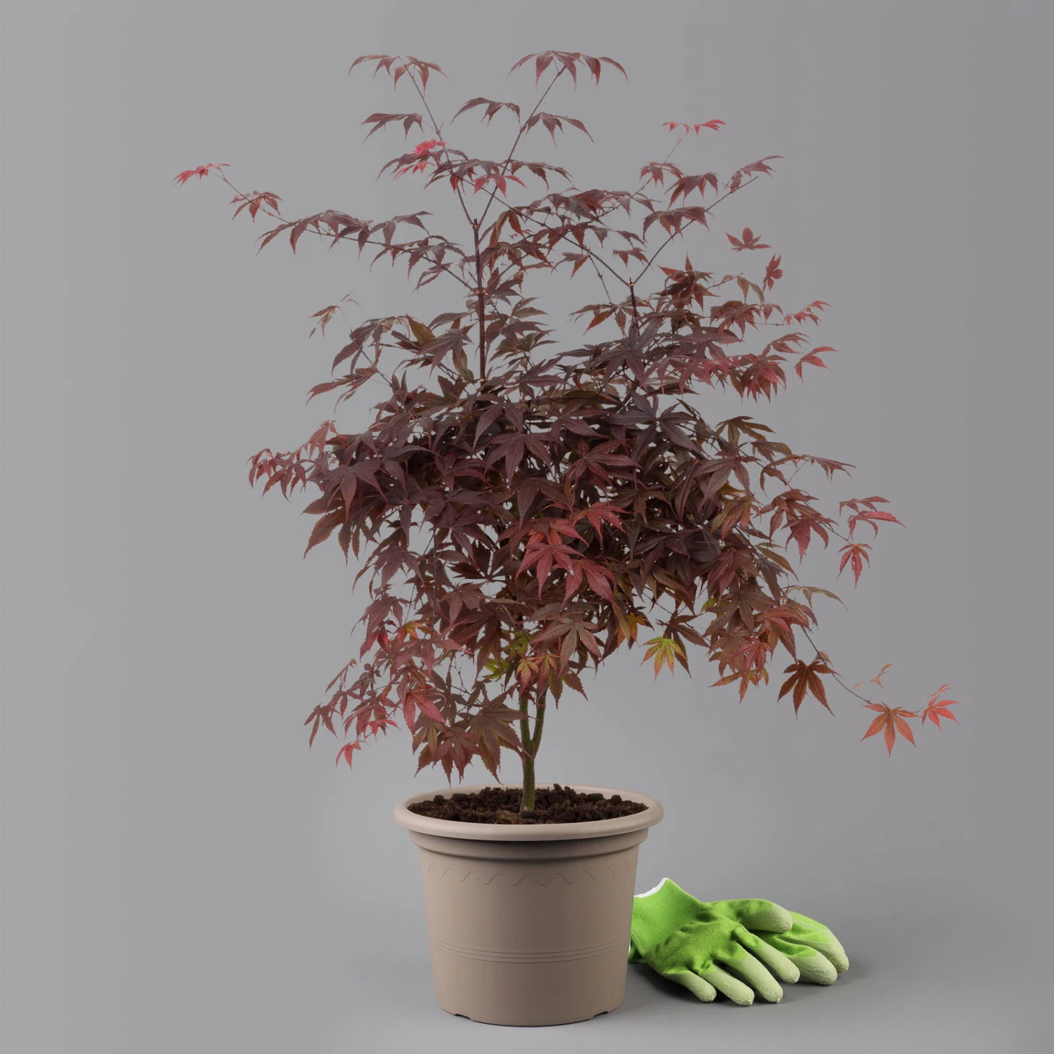 Roter Fächerahorn 'Bloodgood', Höhe 80 - 100 Cm, Topf 10 Liter 3 Roter Fächerahorn 'Bloodgood', Höhe 80 - 100 Cm, Topf 10 Liter