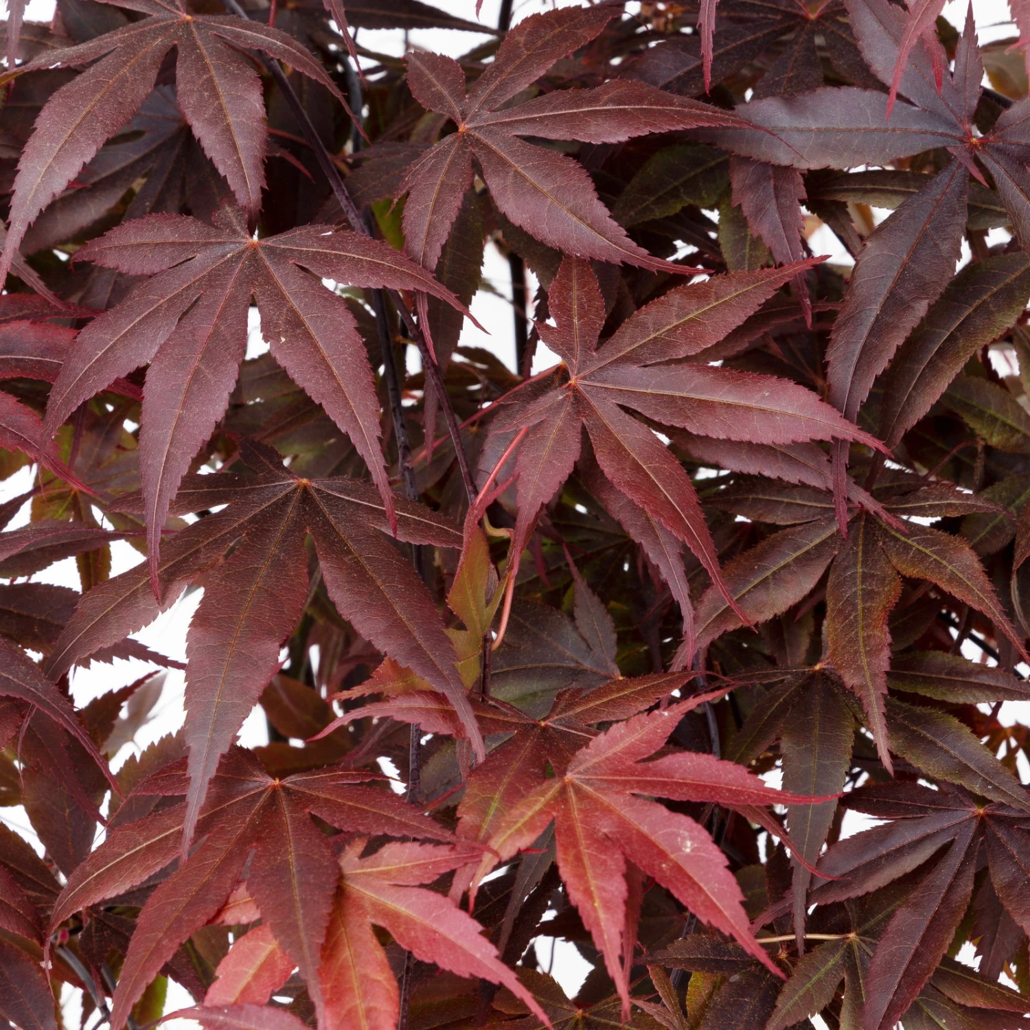 Roter Fächerahorn 'Bloodgood', Höhe 80 - 100 Cm, Topf 10 Liter 4 Roter Fächerahorn 'Bloodgood', Höhe 80 - 100 Cm, Topf 10 Liter – Bild 2