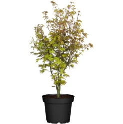 Japanischer Fächerahorn 'Orange Dream'; Höhe 60 - 80 Cm, Topf 7,5 Liter -Madison Verkäufe 0410300872 Acer palm Orange Dream 120626