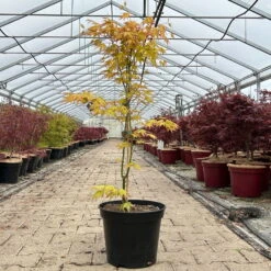 Japanischer Fächerahorn 'Orange Dream'; Höhe 60 - 80 Cm, Topf 7,5 Liter -Madison Verkäufe 0410300872 acer orange dream 2 123991
