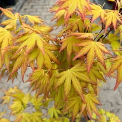 Japanischer Fächerahorn 'Orange Dream'; Höhe 60 - 80 Cm, Topf 7,5 Liter -Madison Verkäufe 0410300872 acer orange dream 5 123994