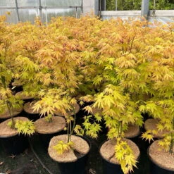 Japanischer Fächerahorn 'Orange Dream'; Höhe 60 - 80 Cm, Topf 7,5 Liter -Madison Verkäufe 0410300872 acer orange dream 7 123996