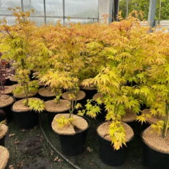 Japanischer Fächerahorn 'Orange Dream'; Höhe 60 - 80 Cm, Topf 7,5 Liter -Madison Verkäufe 0410300872 acer orange dream 8 123997