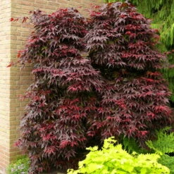 Roter Fächerahorn 'Bloodgood', Höhe 80 - 100 Cm, Topf 10 Liter 9 Roter Fächerahorn 'Bloodgood', Höhe 80 - 100 Cm, Topf 10 Liter -Madison Verkäufe 0410301060 Acer palm Bloodgood 60cm 19er Topf 1 83828