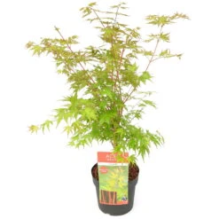 Korallenrinden Fächerahorn 'Sangokaku', Höhe 40 - 60 Cm, Topf-Ø 19 Cm -Madison Verkäufe 0410301065 Acer palm Sangokaku Son und Koot 1 84624