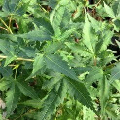 Korallenrinden Fächerahorn 'Sangokaku', Höhe 80 - 100 Cm, Topf 10 Liter 12 Korallenrinden Fächerahorn 'Sangokaku', Höhe 80 - 100 Cm, Topf 10 Liter -Madison Verkäufe 0410301065 Acer palm Sangokaku Son und Koot 2 84622 1