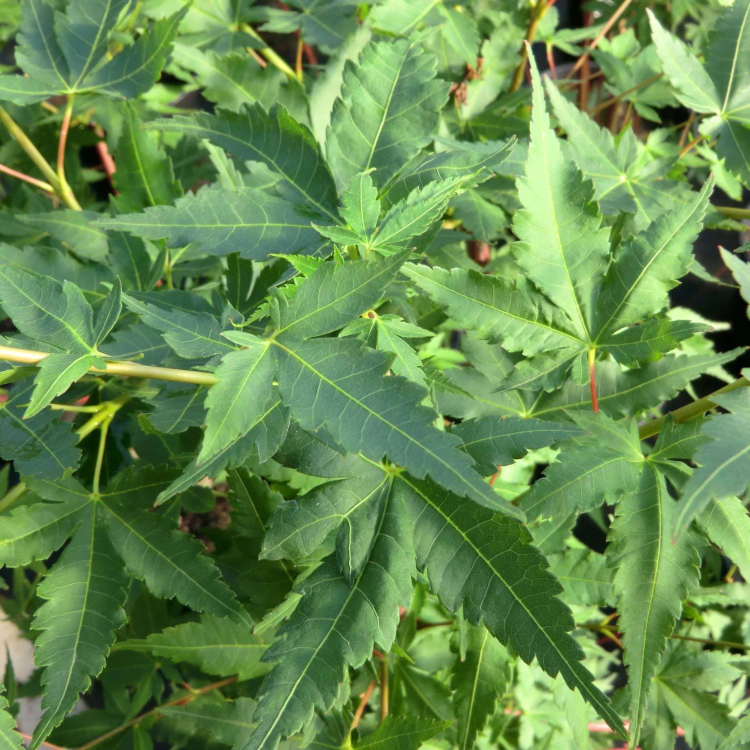 Korallenrinden Fächerahorn 'Sangokaku', Höhe 80 - 100 Cm, Topf 10 Liter 5 Korallenrinden Fächerahorn 'Sangokaku', Höhe 80 - 100 Cm, Topf 10 Liter – Bild 3