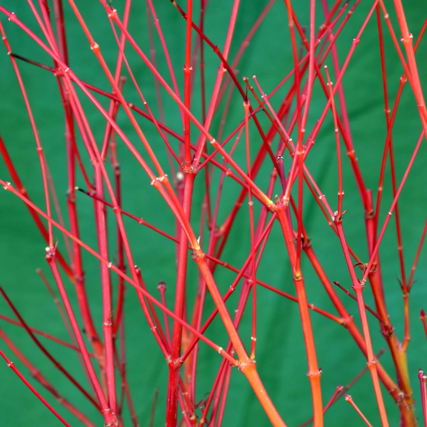 Korallenrinden Fächerahorn 'Sangokaku', Höhe 80 - 100 Cm, Topf 10 Liter 7 Korallenrinden Fächerahorn 'Sangokaku', Höhe 80 - 100 Cm, Topf 10 Liter – Bild 5