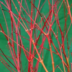 Korallenrinden Fächerahorn 'Sangokaku', Höhe 40 - 60 Cm, Topf-Ø 19 Cm -Madison Verkäufe 0410301065 Acer palm Sangokaku Son und Koot 3 84623