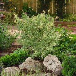 Japanischer Fächerahorn 'Butterfly', Höhe 40 - 60 Cm, Topf-Ø 19 Cm -Madison Verkäufe 0410301072 Acer palm Butterfly Son und Koot 3 84626