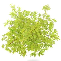 Japanischer Fächerahorn 'Butterfly', Höhe 40 - 60 Cm, Topf-Ø 19 Cm -Madison Verkäufe 0410301072 Acer palm Butterfly Son und Koot 4 84629