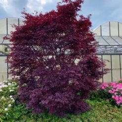 Japanischer Ahorn 'Black Lace' PBR, Rotlaubig, Höhe 80 - 100 Cm, Topf 10 Liter -Madison Verkäufe 0410301091 Acer palm Black Lace ca60cm 19er Topf 3 83557