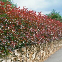 Glanzmispel 'Red Robin', Photinia X Fraseri, 5er-Set, Spalier 130 X 90 Cm 9 Glanzmispel 'Red Robin', Photinia X Fraseri, 5er-Set, Spalier 130 X 90 Cm -Madison Verkäufe 0410350270 Photinia Red Robin 16er Set 105283