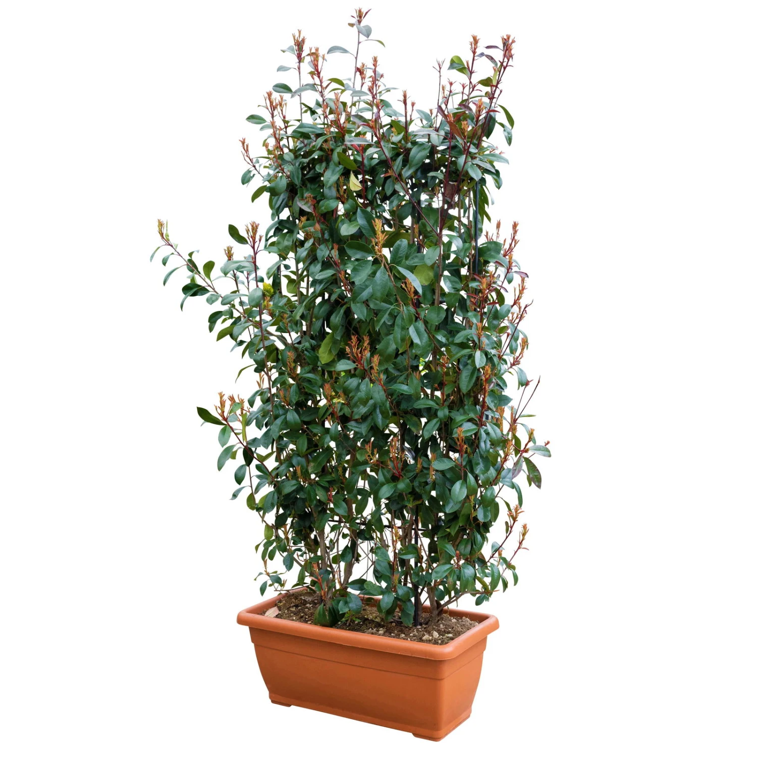 Glanzmispel 'Red Robin', Photinia X Fraseri, 5er-Set, Spalier 130 X 90 Cm 3 Glanzmispel 'Red Robin', Photinia X Fraseri, 5er-Set, Spalier 130 X 90 Cm