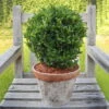 Japanischer Spindelstrauch 'Green Wonder'®, 2er-Set, Grün, Kugel 25-30 Cm -Madison Verkäufe 0410360290 0410360291 Euonymus Green Wonder 1 104785