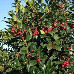 Heckenilex 'Heckenfee'®, Stechpalme, 50er-Set, Höhe 40-50 Cm, Topf 5 Liter -Madison Verkäufe 0410450588 Heckenilex Ilex mes Heckenfee 040 050 Co 5l Web neu 51361 1