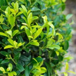 Stechpalme 'Impala®', 10er-Set, Höhe 30-40 Cm, Topf 2 Liter -Madison Verkäufe 0410450790 Ilex max Impala 3 104013