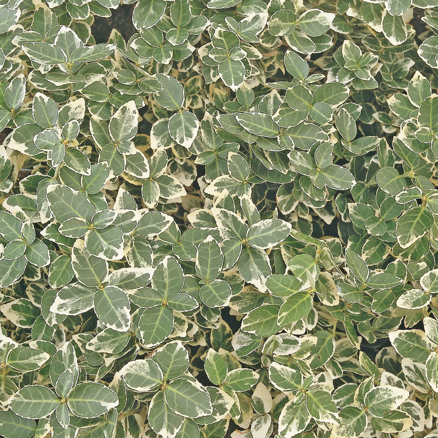 Euonymus Fortunei 'Emerald Gaiety' Weißgrün, Topf-Ø 9 Cm, 12er-Set 4 Euonymus Fortunei 'Emerald Gaiety' Weißgrün, Topf-Ø 9 Cm, 12er-Set – Bild 2