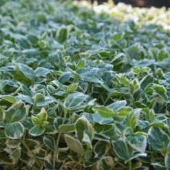 Euonymus Fortunei 'Emerald Gaiety' Weißgrün, Topf-Ø 13 Cm, 6er-Set