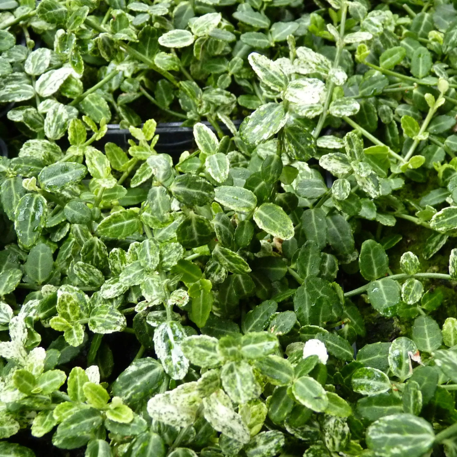 Euonymus Fortunei 'Silverstone®', Topf-Ø 9 Cm 9 Cm, 12er-Set 3 Euonymus Fortunei 'Silverstone®', Topf-Ø 9 Cm 9 Cm, 12er-Set