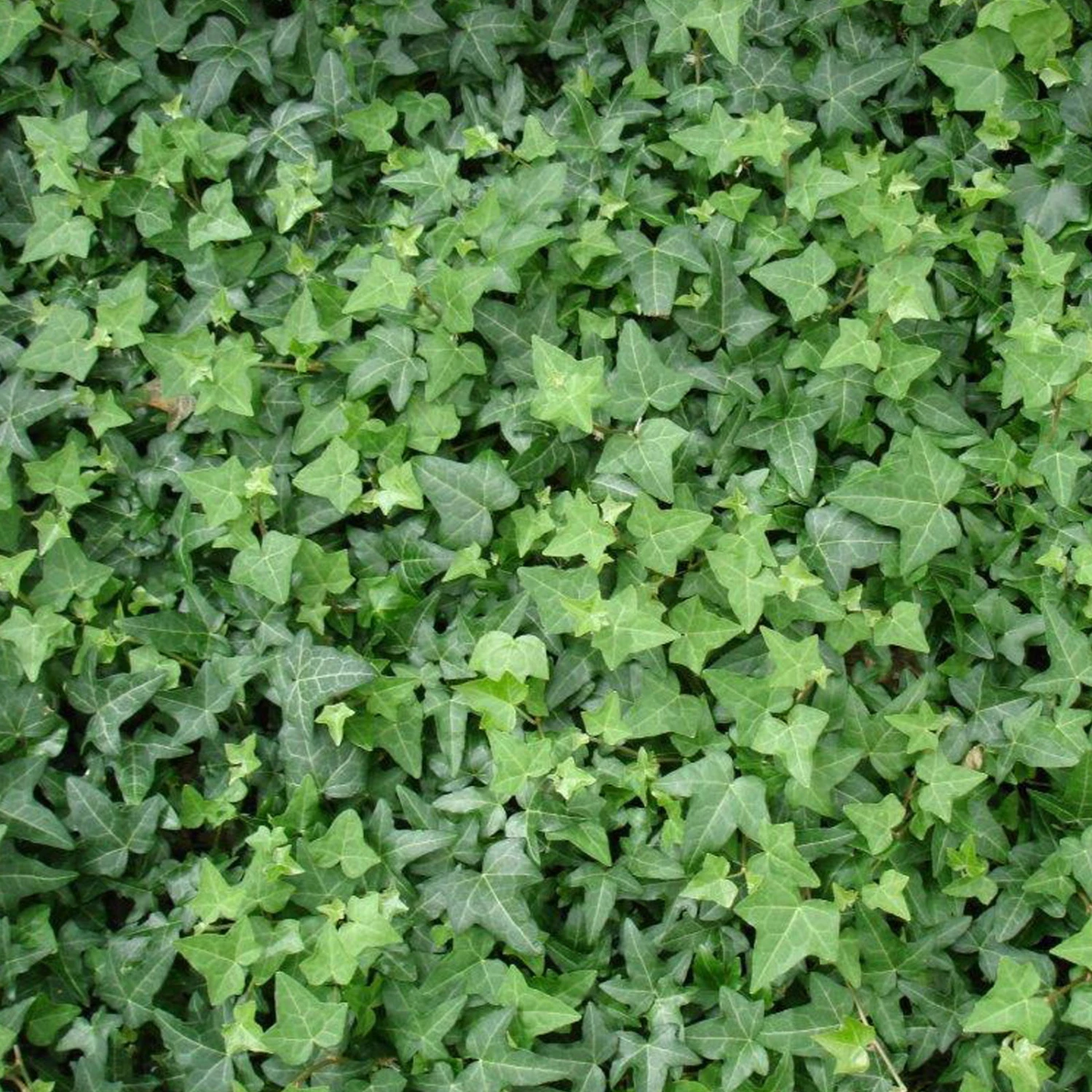 Efeu, Topf-Ø 9 Cm, 12er-Set 3 Efeu, Topf-Ø 9 Cm, 12er-Set