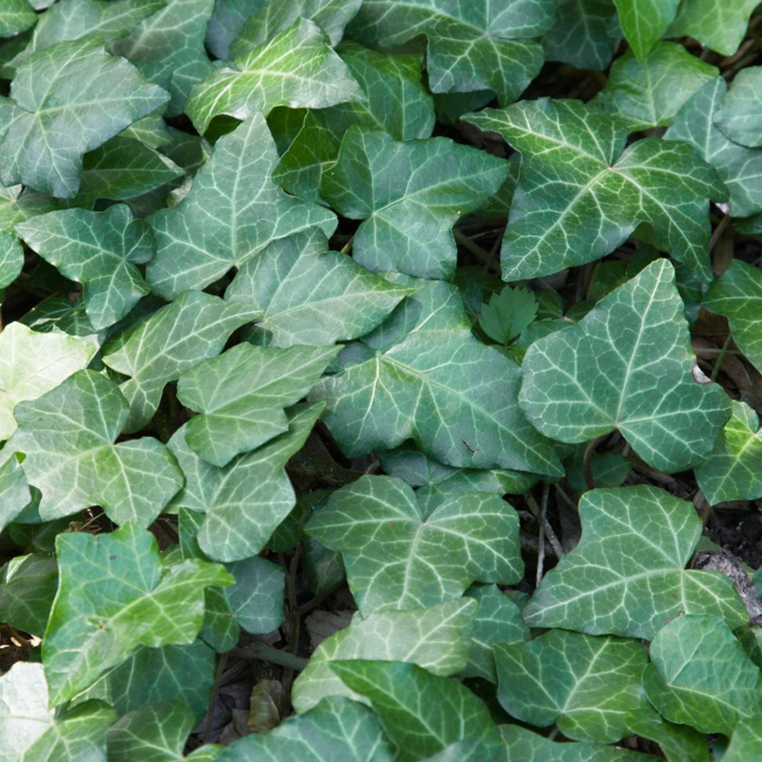 Efeu, Topf-Ø 9 Cm, 12er-Set 4 Efeu, Topf-Ø 9 Cm, 12er-Set – Bild 2