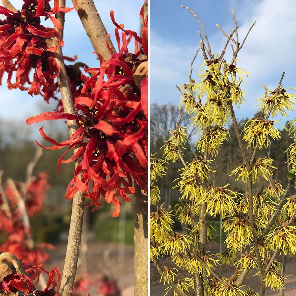 Winterblüher-Set Zaubernuss, Hamamelis Rot/gelb, 2er-Set, Höhe 40-50 Cm, Topf 5l 3 Winterblüher-Set Zaubernuss, Hamamelis Rot/gelb, 2er-Set, Höhe 40-50 Cm, Topf 5l