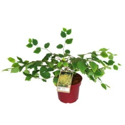 Niedrige Scheinhasel, 5er-Set, Höhe 25-30 Cm, Topf 3 Liter -Madison Verkäufe 0410860438 Corylopsis pauciflora 5er Set 1 109259