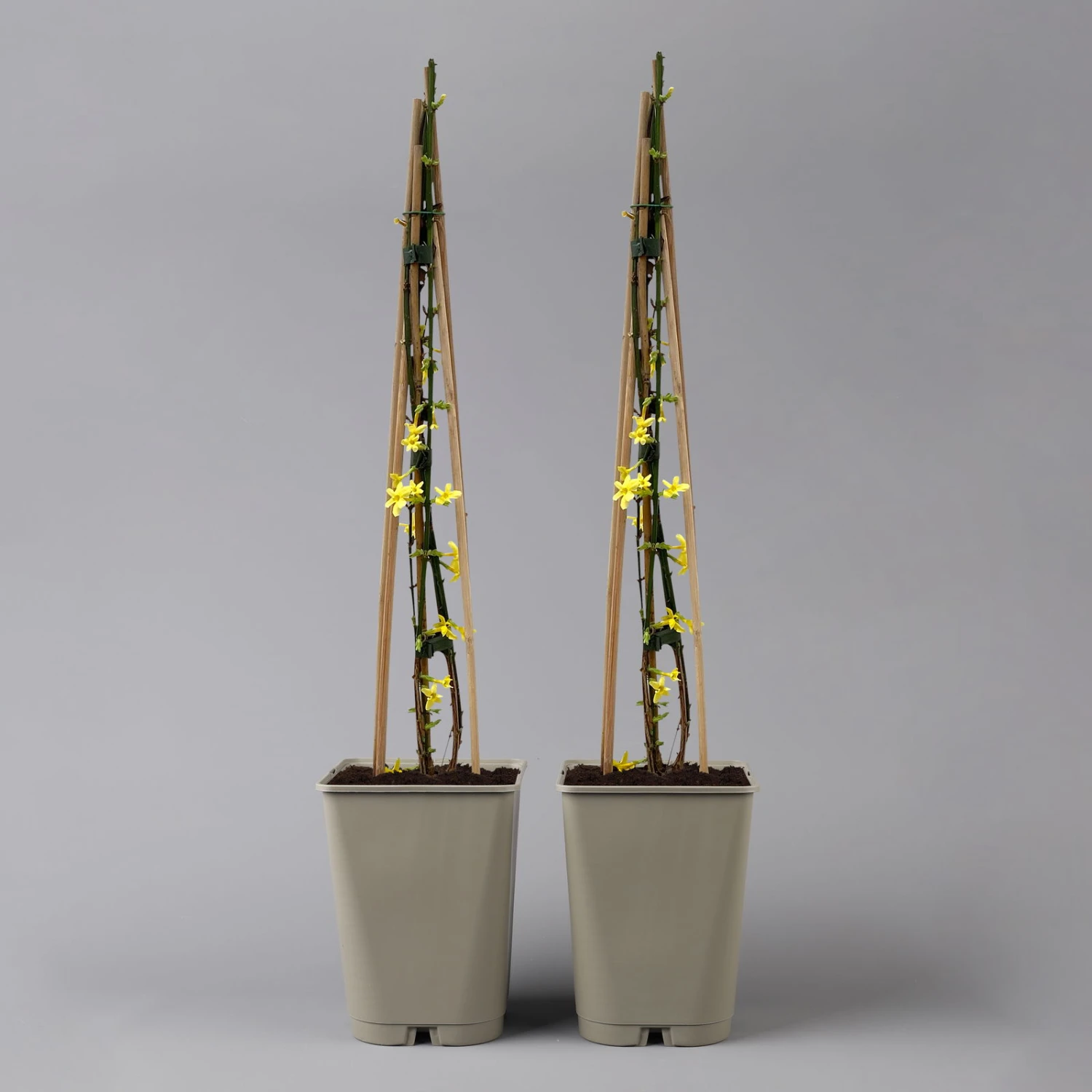 Echter Winterjasmin, 2er Set, Jasminum Nudiflorum, Gelb, Im 15 Cm Topf 3 Echter Winterjasmin, 2er Set, Jasminum Nudiflorum, Gelb, Im 15 Cm Topf