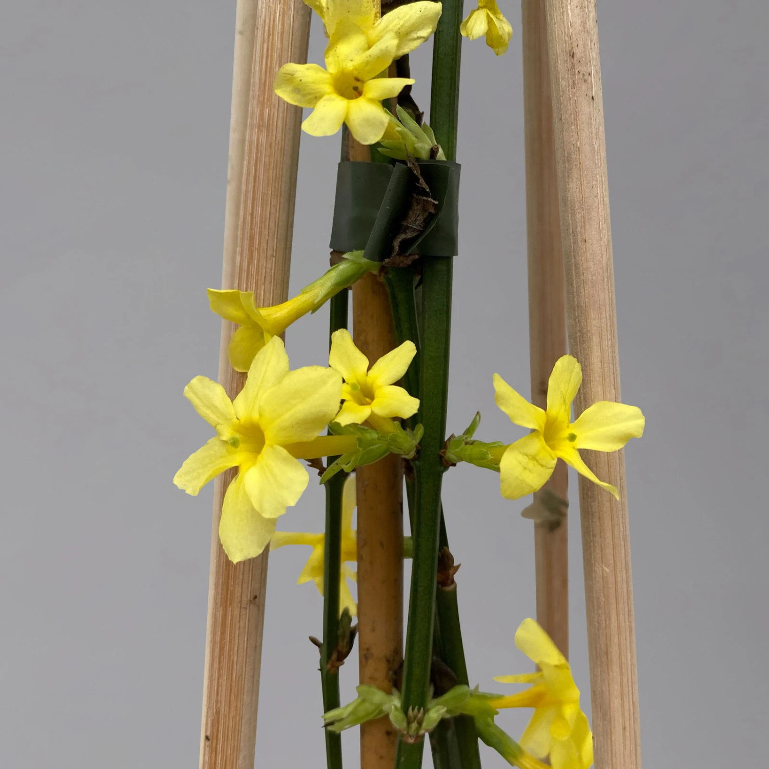 Echter Winterjasmin, 2er Set, Jasminum Nudiflorum, Gelb, Im 15 Cm Topf 4 Echter Winterjasmin, 2er Set, Jasminum Nudiflorum, Gelb, Im 15 Cm Topf – Bild 2