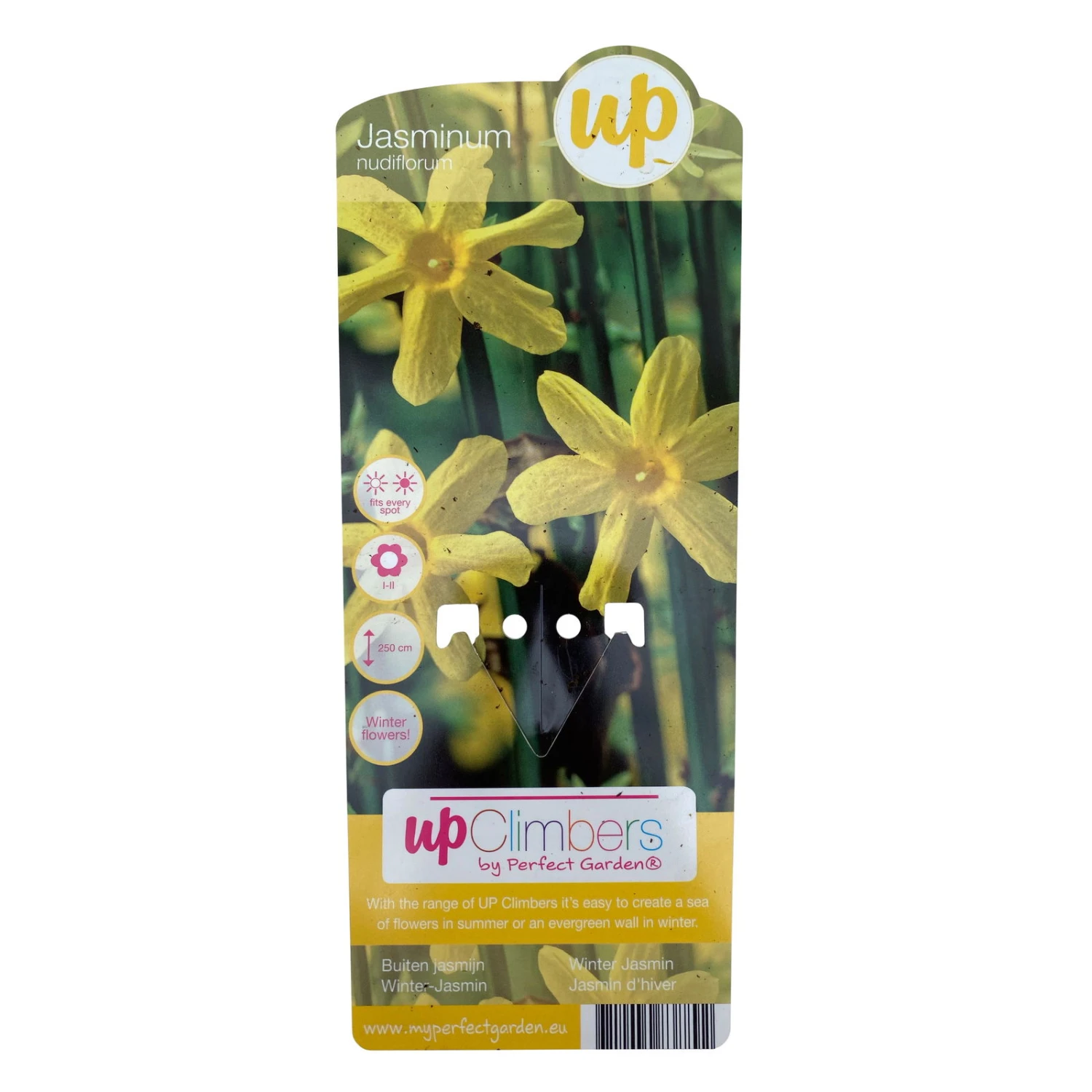 Echter Winterjasmin, 2er Set, Jasminum Nudiflorum, Gelb, Im 15 Cm Topf 8 Echter Winterjasmin, 2er Set, Jasminum Nudiflorum, Gelb, Im 15 Cm Topf – Bild 6