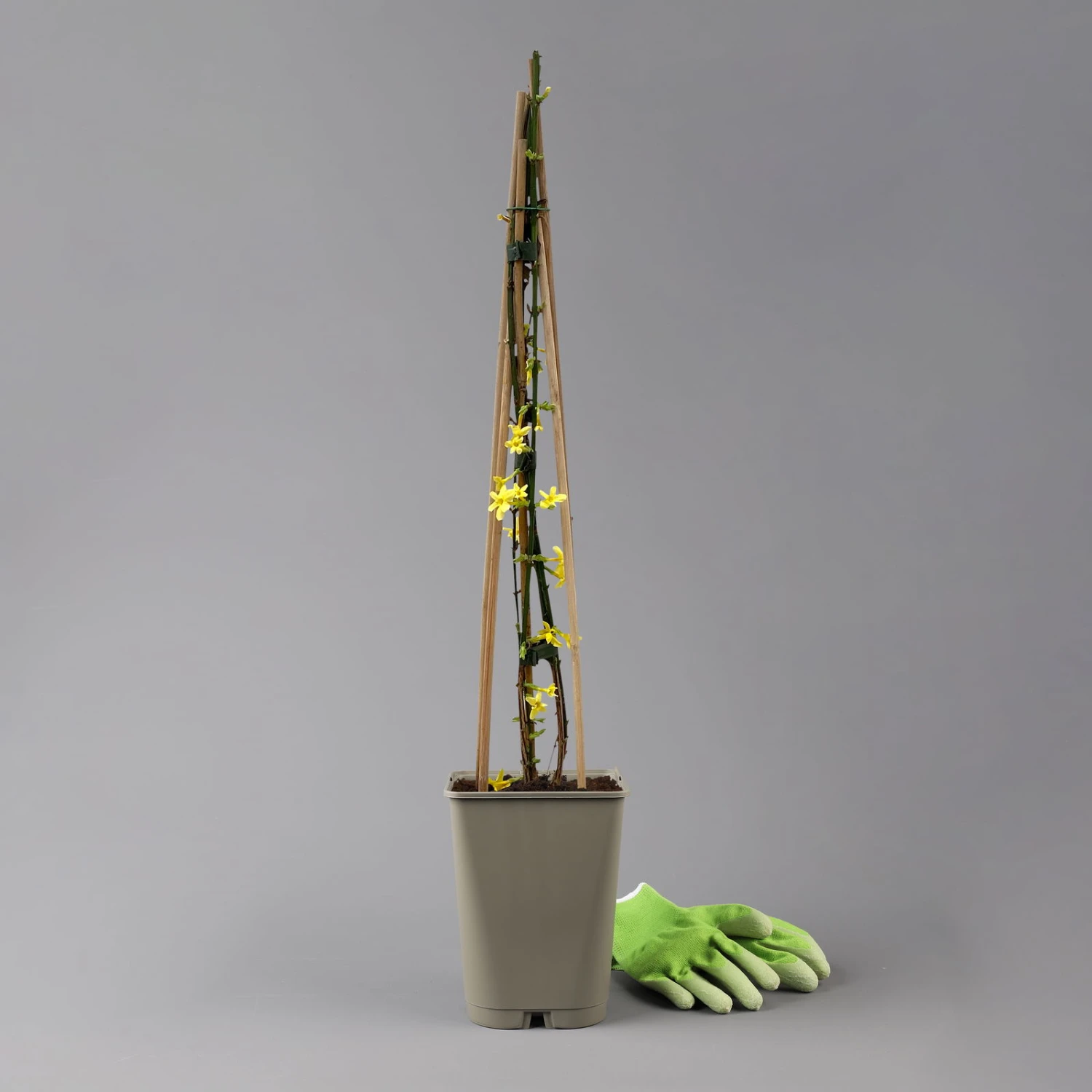 Echter Winterjasmin, 2er Set, Jasminum Nudiflorum, Gelb, Im 15 Cm Topf 5 Echter Winterjasmin, 2er Set, Jasminum Nudiflorum, Gelb, Im 15 Cm Topf – Bild 3