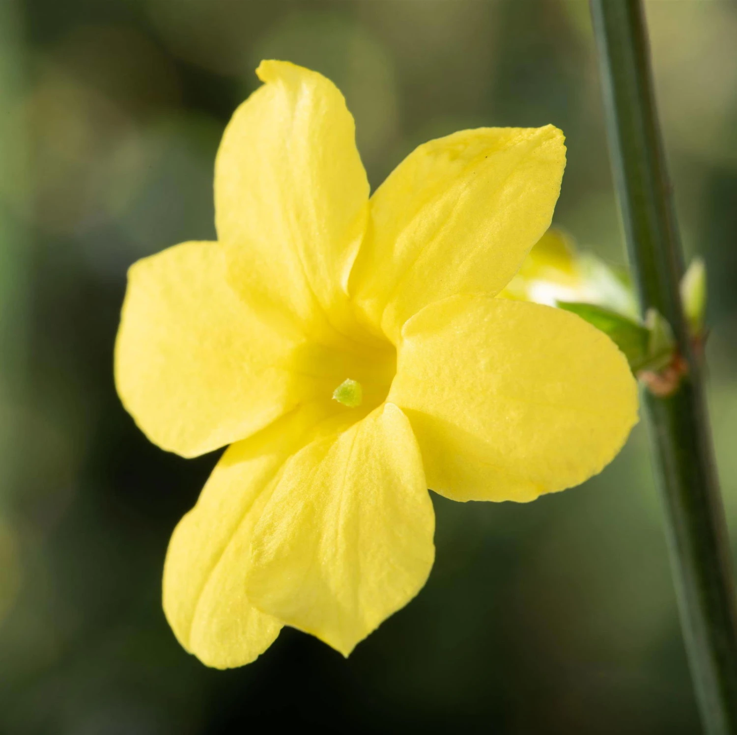 Echter Winterjasmin, 2er Set, Jasminum Nudiflorum, Gelb, Im 15 Cm Topf 6 Echter Winterjasmin, 2er Set, Jasminum Nudiflorum, Gelb, Im 15 Cm Topf – Bild 4