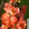 Zierquitte 'Friesdorfer Typ 205', Chaenomeles, Hellrot, Topf 5 Liter 1 Zierquitte 'Friesdorfer Typ 205', Chaenomeles, Hellrot, Topf 5 Liter -Madison Verkäufe 0410870297 Chaenomeles Friesdorf 2 93909