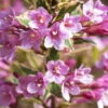 Buntlaubige Weigelie 'Magical® Rainbow' ('Kolmagira')(s), 4er-Set, Topf 5 Liter -Madison Verkäufe 0410870500 Kollektion Weigela 3er Set Co 3 4lt12 62984