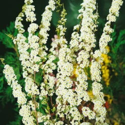 Blütenhecken-Klassiker, 20er-Set, Topf 7,5 Liter 13 Blütenhecken-Klassiker, 20er-Set, Topf 7,5 Liter -Madison Verkäufe 0410870556 Bluetenhecke Klassiker 20er Set2 76468