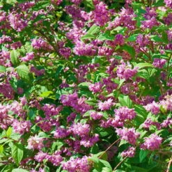 Blütenhecken-Klassiker, 20er-Set, Topf 7,5 Liter 15 Blütenhecken-Klassiker, 20er-Set, Topf 7,5 Liter -Madison Verkäufe 0410870556 Bluetenhecke Klassiker 20er Set 76472