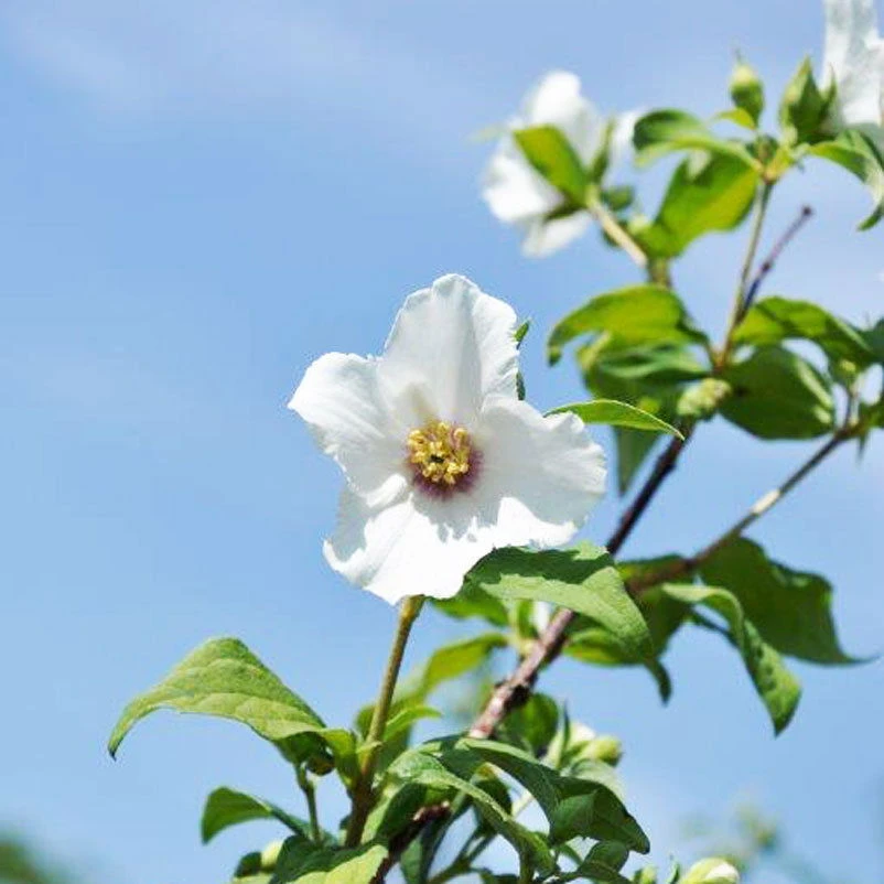 Blütenhecken-Klassiker, 20er-Set, Topf 7,5 Liter 8 Blütenhecken-Klassiker, 20er-Set, Topf 7,5 Liter – Bild 6