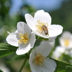 Dufthecke-Blütensträucher XL, 20er-Set, Höhe 80-100 Cm, Topf 12+20 Liter -Madison Verkäufe 0410870557 Dufthecke Solitaer 20er Set 3 124844
