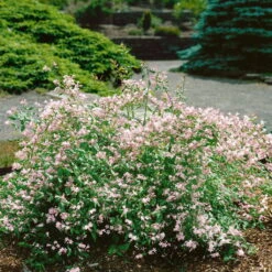 Dufthecke-Blütensträucher XL, 20er-Set, Höhe 80-100 Cm, Topf 12+20 Liter -Madison Verkäufe 0410870557 Dufthecke Solitaer 20er Set 4 124845