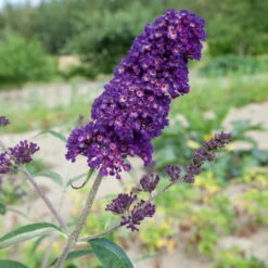 Dufthecke-Blütensträucher XL, 20er-Set, Höhe 80-100 Cm, Topf 12+20 Liter -Madison Verkäufe 0410870557 Dufthecke Solitaer 20er Set 5 124846