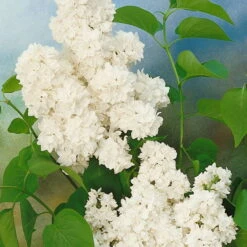 Dufthecke-Blütensträucher XL, 20er-Set, Höhe 80-100 Cm, Topf 12+20 Liter -Madison Verkäufe 0410870557 Dufthecke Solitaer 20er Set 6 124847