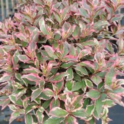 Buntlaubige-Zwerg-Weigelie 'Monet'®, 4er-Set, Topf 3 Liter -Madison Verkäufe 0410870686 Weigela Monet 117011