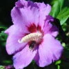 Garten-Hibiskus 'Russian Violet®', Violett, Höhe 40-60 Cm, Topf 5 Liter 1 Garten-Hibiskus 'Russian Violet®', Violett, Höhe 40-60 Cm, Topf 5 Liter -Madison Verkäufe 0410900286 Koelle Hibiscus Russian Violet 040060 Co 5ltr1 74242